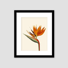 Load image into Gallery viewer, Bird of paradise art, black or white frame, tropical art, art print, tropical giclee wall decor, wall hanging, Interior design