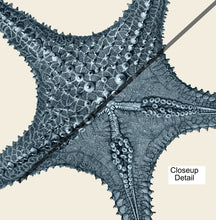 Load image into Gallery viewer, Set of 2 Starfish pillows, coastal decor accent, modern, home decor, pillow cover and insert, accent cushion, beach home style, ocean art