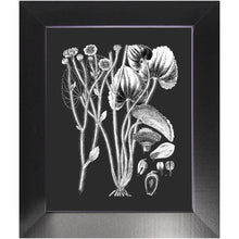 Load image into Gallery viewer, Botanical Art, Print And Frame Ready To Hang. Black And White Plant Illustration, Vintage Art, Chalk Board, Retro boho style, home decor