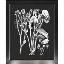 Load image into Gallery viewer, Botanical Art, Print And Frame Ready To Hang. Black And White Plant Illustration, Vintage Art, Chalk Board, Retro boho style, home decor