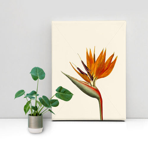 Bird of paradise canvas wrapped, tropical art, art print, tropical giclee wall decor, wall hanging, Interior design, coastal style, floral