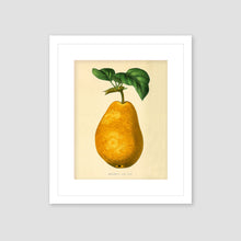 Load image into Gallery viewer, Vintage Pear framed art, botanical style art, wall art, fruit print,  giclee wall decor, wall hanging, Interior design, Fall wall decor