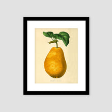 Load image into Gallery viewer, Vintage Pear framed art, botanical style art, wall art, fruit print,  giclee wall decor, wall hanging, Interior design, Fall wall decor