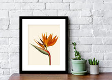 Load image into Gallery viewer, Bird of paradise art, black or white frame, tropical art, art print, tropical giclee wall decor, wall hanging, Interior design