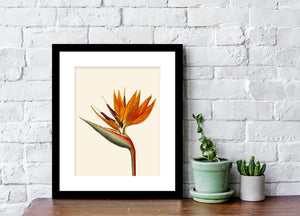 Bird of paradise art, black or white frame, tropical art, art print, tropical giclee wall decor, wall hanging, Interior design