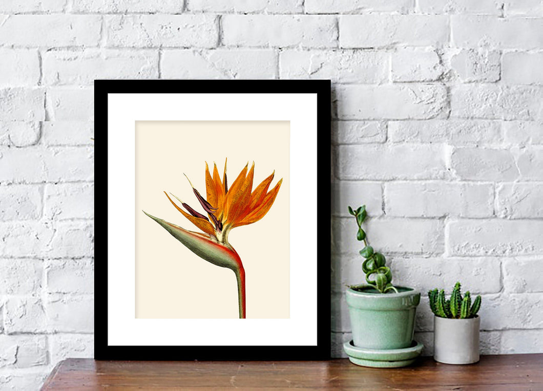 Bird of paradise art, black or white frame, tropical art, art print, tropical giclee wall decor, wall hanging, Interior design