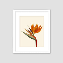 Load image into Gallery viewer, Bird of paradise art, black or white frame, tropical art, art print, tropical giclee wall decor, wall hanging, Interior design