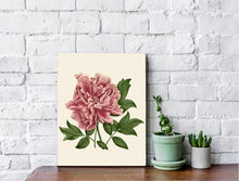 Load image into Gallery viewer, Peony canvas wrapped art, pink floral art, dreamy art, art print, giclee print, wall hanging, Interior design, coastal style, floral