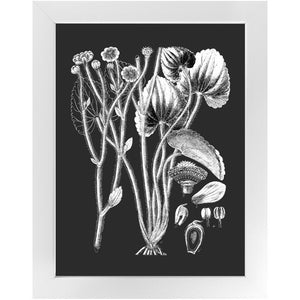 Botanical Art, Print And Frame Ready To Hang. Black And White Plant Illustration, Vintage Art, Chalk Board, Retro boho style, home decor