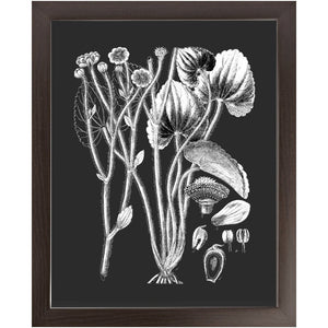 Botanical Art, Print And Frame Ready To Hang. Black And White Plant Illustration, Vintage Art, Chalk Board, Retro boho style, home decor