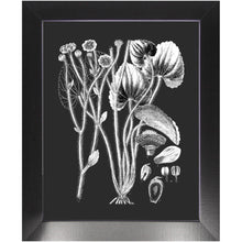 Load image into Gallery viewer, Botanical Art, Print And Frame Ready To Hang. Black And White Plant Illustration, Vintage Art, Chalk Board, Retro boho style, home decor