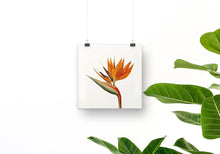 Load image into Gallery viewer, Bird of paradise art print, fine art print wall decor, botanical art, vintage flowers, fine art, wall hanging, Interior design, home decor