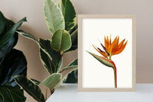 Load image into Gallery viewer, Bird of paradise art print, fine art print wall decor, botanical art, vintage flowers, fine art, wall hanging, Interior design, home decor