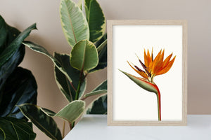 Bird of paradise art print, fine art print wall decor, botanical art, vintage flowers, fine art, wall hanging, Interior design, home decor