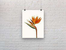 Load image into Gallery viewer, Bird of paradise art print, fine art print wall decor, botanical art, vintage flowers, fine art, wall hanging, Interior design, home decor