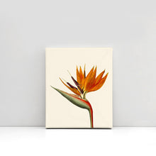 Load image into Gallery viewer, Bird of paradise canvas wrapped, tropical art, art print, tropical giclee wall decor, wall hanging, Interior design, coastal style, floral
